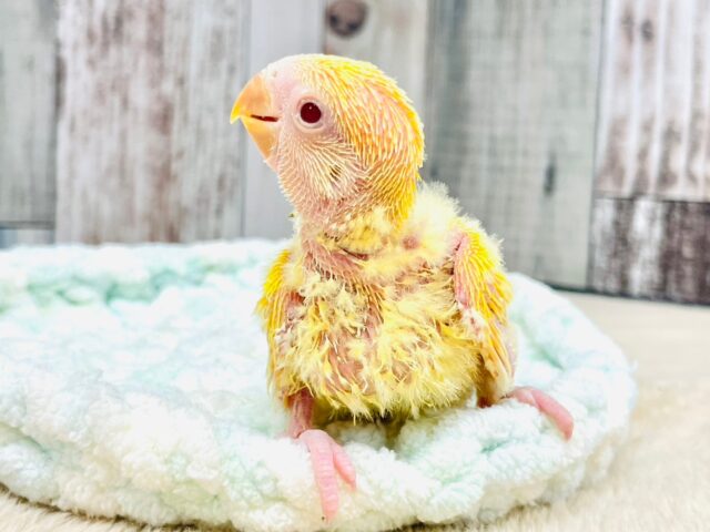 コザクラインコ（小桜インコ）