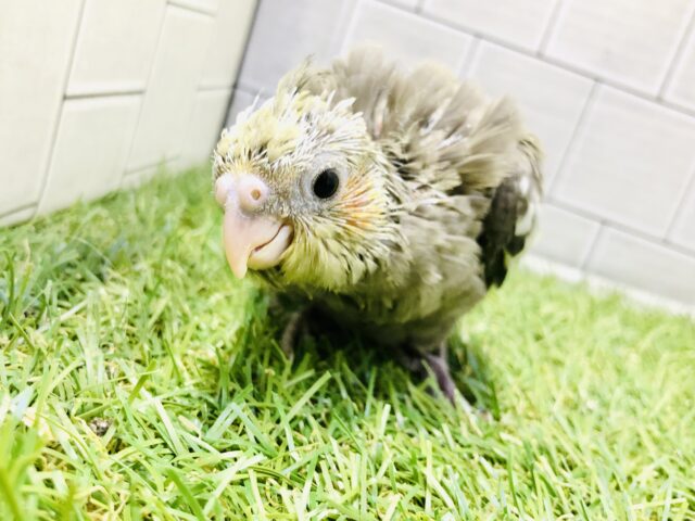 オカメインコ