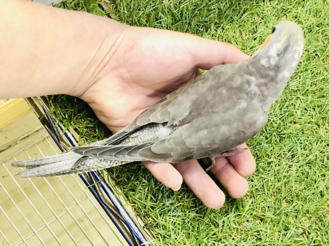 オカメインコ