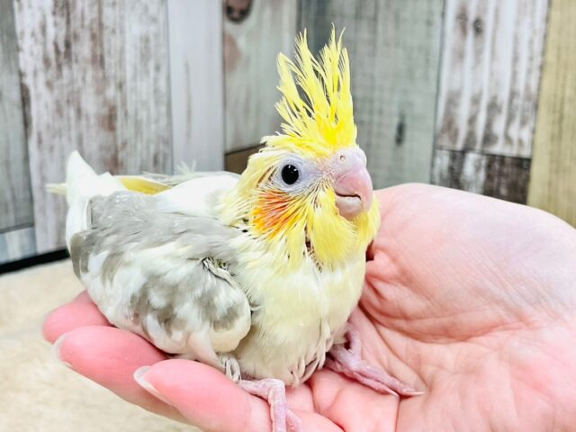 オカメインコ