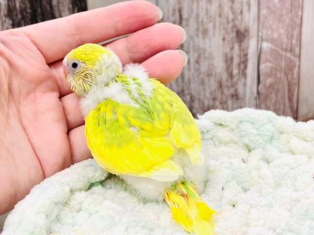 セキセイインコ