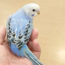 てぃらっ☆彡ふふふぅ～♪からのー　わぁ～っって感じのコ☆☆　セキセイインコ　オパーリン～～