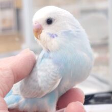 最新画像になります☆　やっぱり♫ｷﾚｲなコっ☆☆しかも〜　目、でかっ☆彡　セキセイインコ　スパングル～～