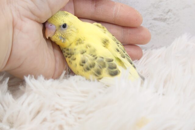 はなれることを拒否するーーにくいﾔﾂ～～　セキセイインコ　ハルクィン～～