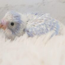 きらっきらの　アオセキさん～♬　ｽﾃｷです☆☆　セキセイインコ　スパングル～～