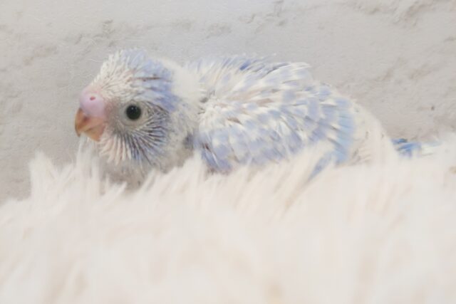 きらっきらの　アオセキさん～♬　ｽﾃｷです☆☆　セキセイインコ　スパングル～～