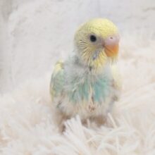 げんき☆華やかさ１２０％～～♪　セキセイインコ　パステルカラーレインボーパイド～～