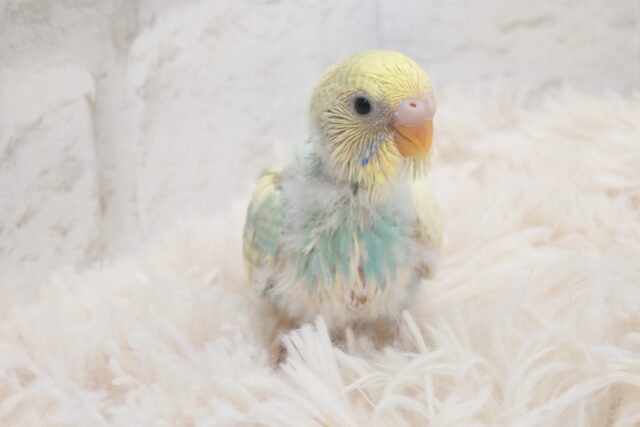 げんき☆華やかさ１２０％～～♪　セキセイインコ　パステルカラーレインボーパイド～～