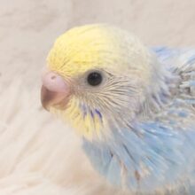おでこからあふれています(´ω｀*)　はっぴぃーっ　セキセイインコ　パステルレインボー～～
