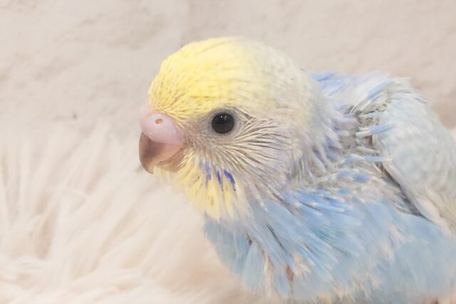 おでこからあふれています(´ω｀*)　はっぴぃーっ　セキセイインコ　パステルレインボー～～