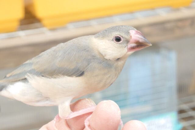 最新画像になります☆　良きっ良いーー育ち具合♫　桜文鳥～～