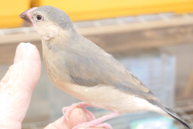 桜文鳥