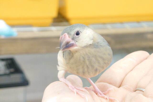 桜文鳥