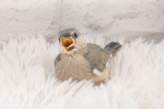 にぎやかっ(´ω｀*)　ずーーっと、しゃべってる風～　桜文鳥～～