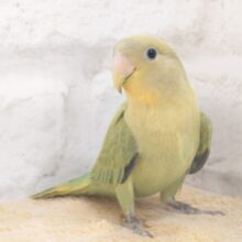 じつは、だっこ好きだったりしますっ♪　コザクラインコ　オレンジフェイスオパーリン～～