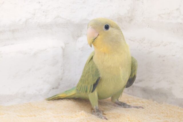 じつは、だっこ好きだったりしますっ♪　コザクラインコ　オレンジフェイスオパーリン～～