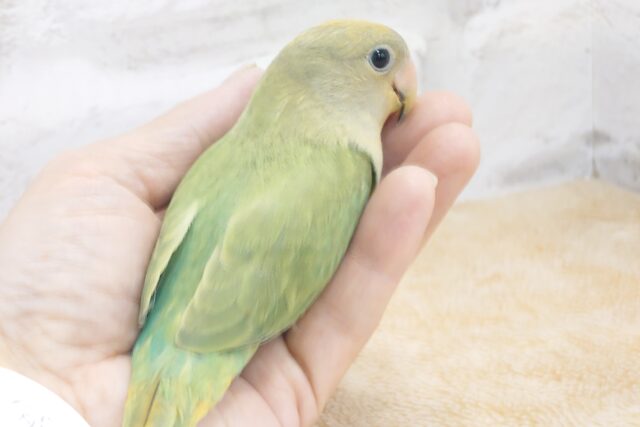 コザクラインコ（小桜インコ）