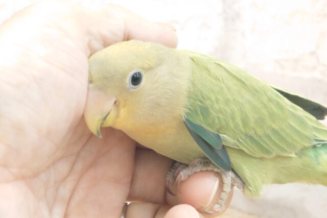 コザクラインコ（小桜インコ）