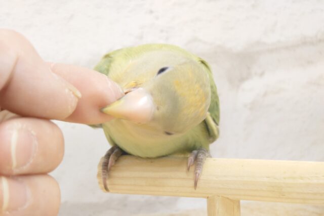 コザクラインコ（小桜インコ）