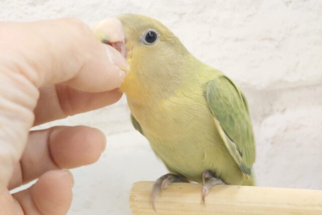 コザクラインコ（小桜インコ）