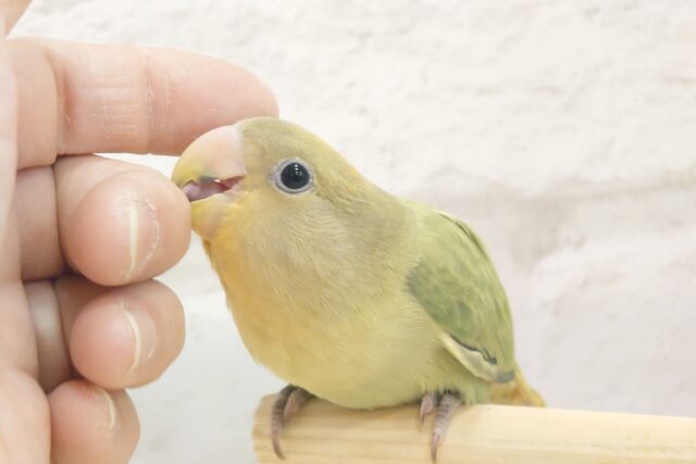 コザクラインコ（小桜インコ）