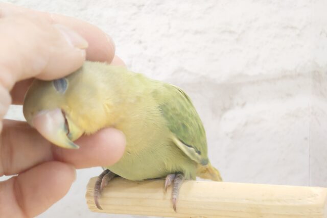 コザクラインコ（小桜インコ）