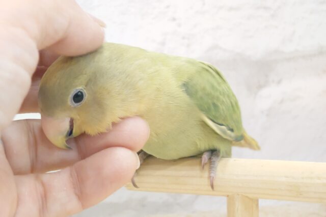 コザクラインコ（小桜インコ）