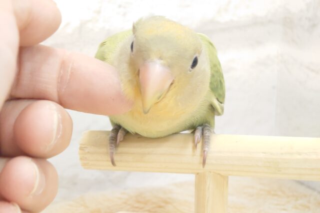 コザクラインコ（小桜インコ）