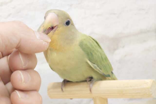 コザクラインコ（小桜インコ）