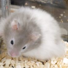 お鼻真っ黒やんちゃハム～♪？　セーブルハムスター～～