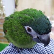 コミドリコンゴウインコのジョルノです！