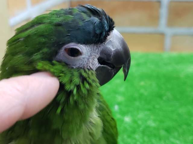 コミドリコンゴウインコ