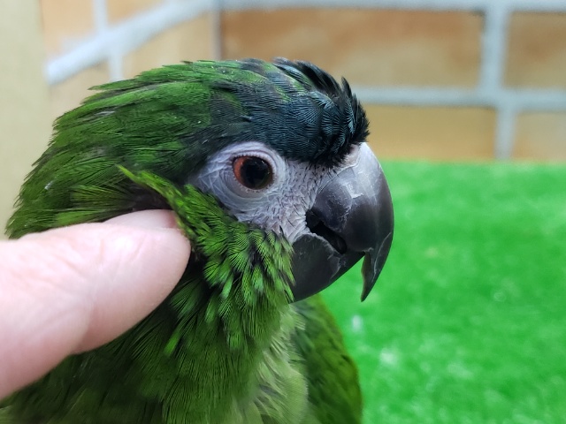 コミドリコンゴウインコ