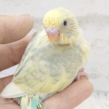 明るさの中に、落ち着きありっ　セキセイインコ　パステルレインボー～～