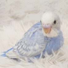 お上品ですわぁ～　セキセイインコ　スパングル～～