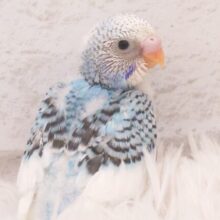 この指とゆびの間にｸﾁﾊﾞｼ埋める、それがまいぶーむ☆　セキセイインコ　パイド～～