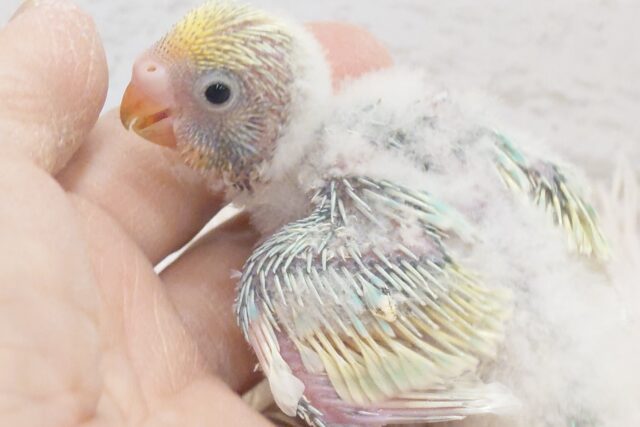 早々飛ぶ練習？？　一生懸命さがまた可愛いねっ　セキセイインコ　パステルカラーレインボースパングル～～