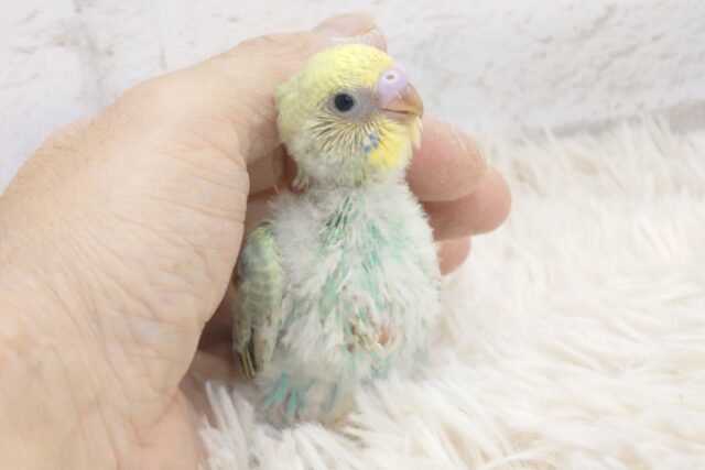 コチラが甘えたくなる存在っ　セキセイインコ　パステルカラーレインボー　～～