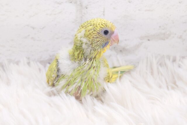 可愛い視線☆１００％っぷらす仕草で１２０％～～♪　セキセイインコ　スパングル～～