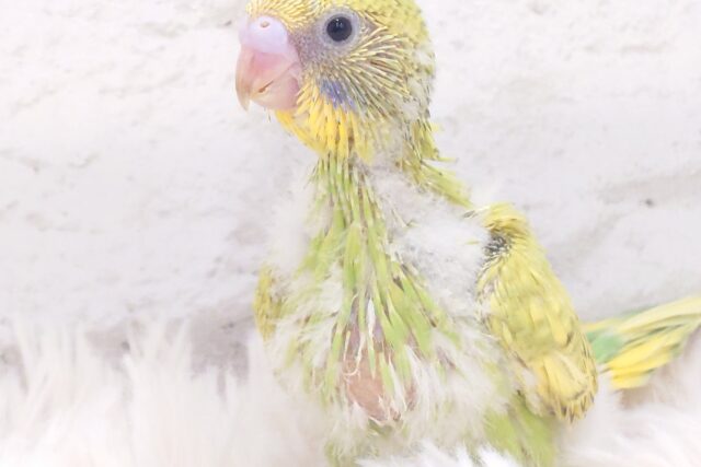 セキセイインコ