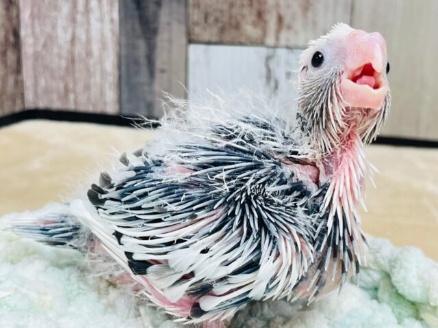 オカメインコ