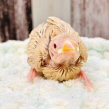 ほっこりミルクティーちゃん♡シナモン文鳥　ヒナ