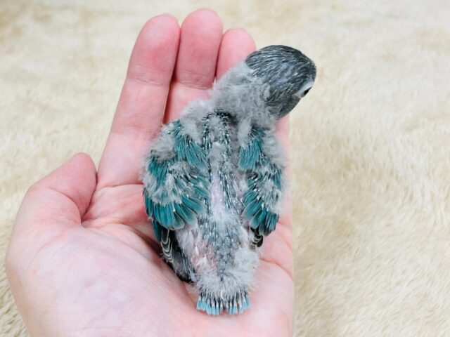 ブルーボタンインコ