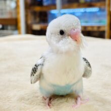 【最新画像更新🪄】てちてち歩くよ(*´˘`*)♥セキセイインコ（白ハルクイン）ヒナ
