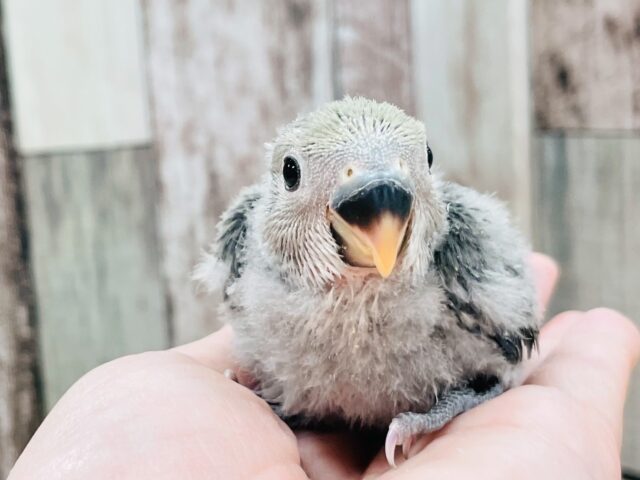 かっこいいけど可愛い❤︎コザクラインコ（バイオレット）ヒナ