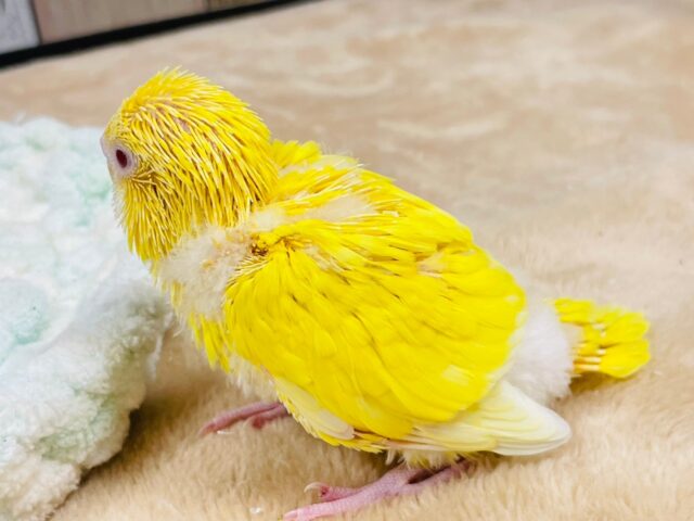 セキセイインコ