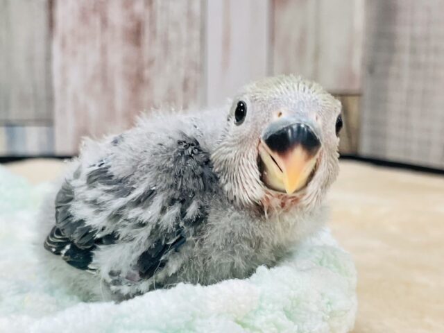 コザクラインコ（小桜インコ）