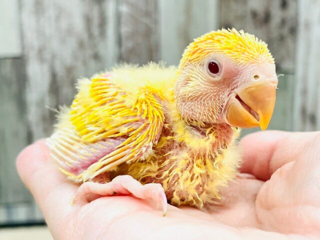 成長が楽しみ♡♡コザクラインコ（ルチノーオパーリン）ヒナ