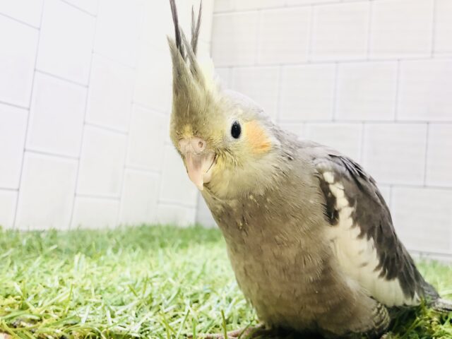 オカメインコ