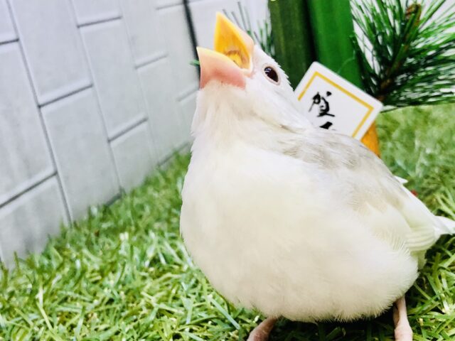 白文鳥